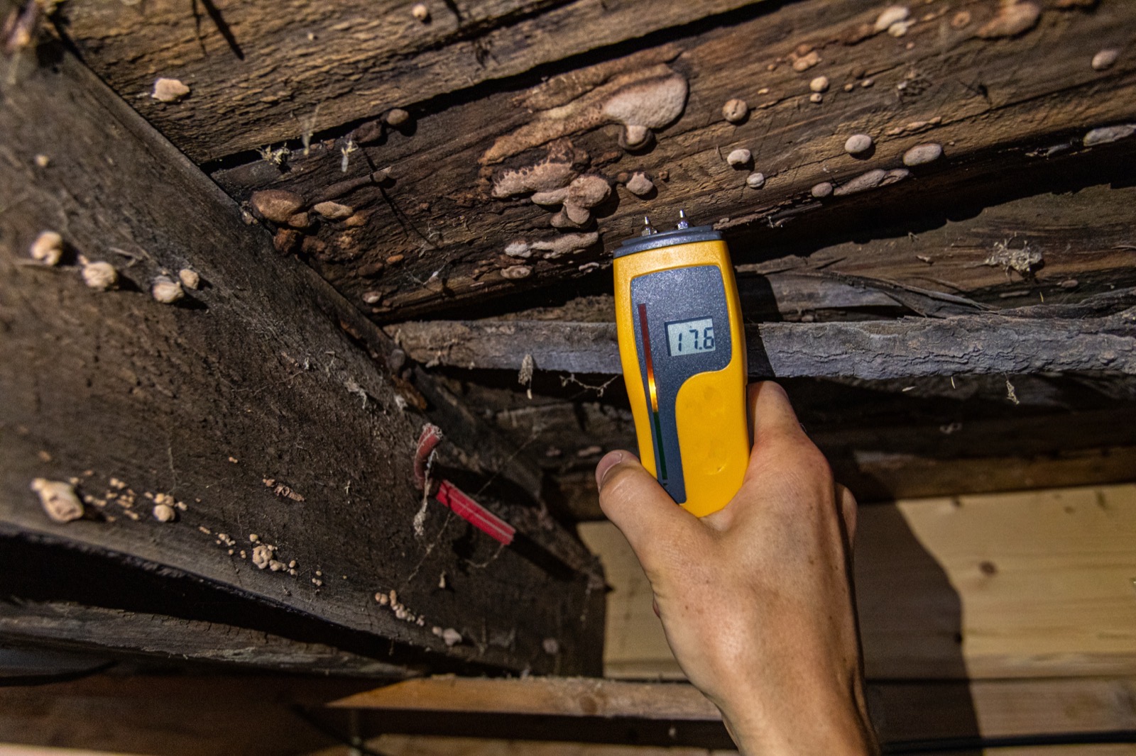 Moisture detector showing damp readings under a floor with fungus on the timbers