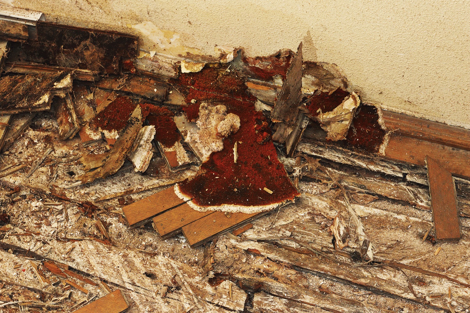 Rotted floorboards broken open showing dry rot damage